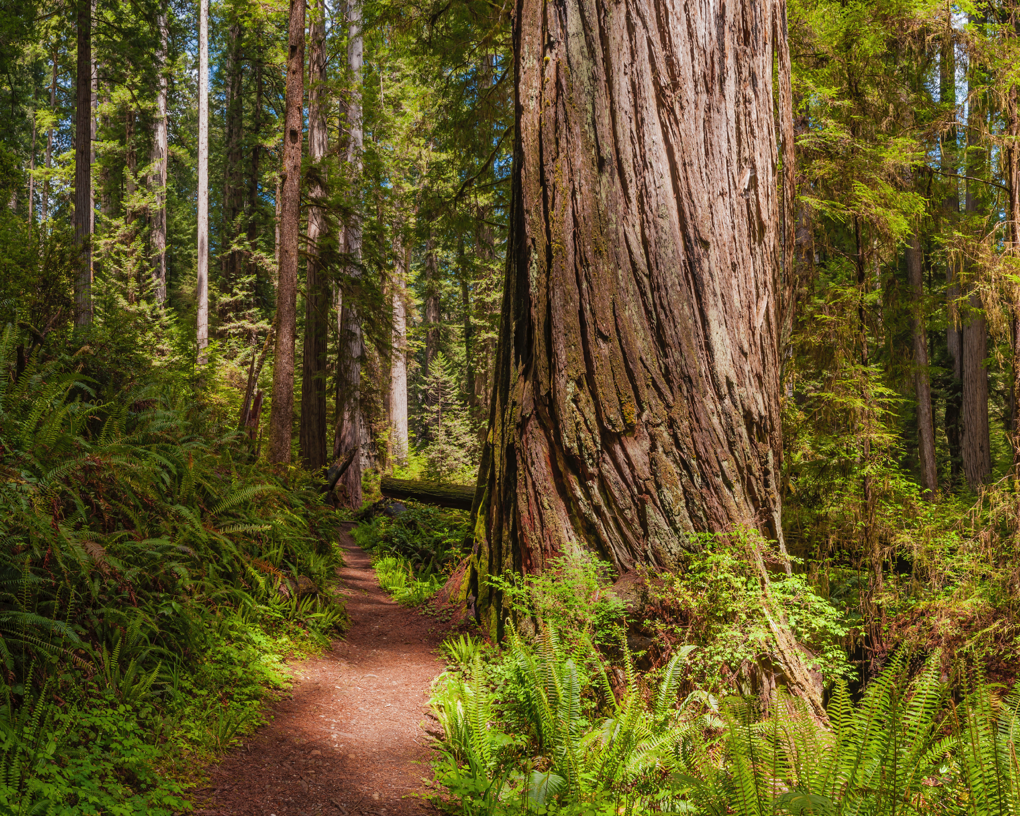 Big trees, redwoods along forest path