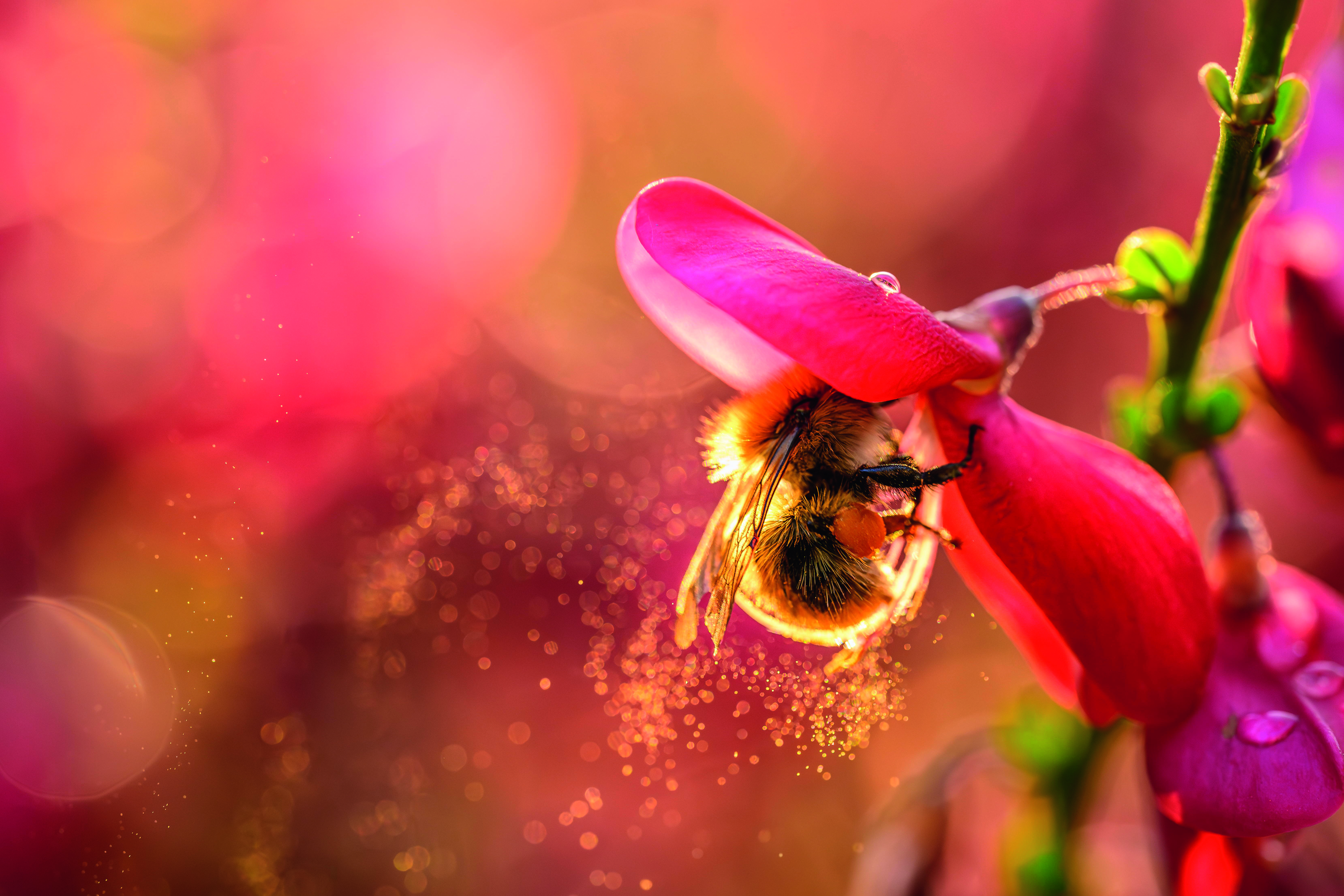 A bee stuffs its face with pollen
