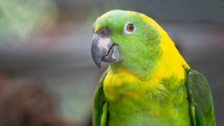 Amazon parrot