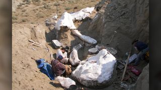 After covering the dinosaur fossils in plaster jackets, the Montana crew gets the fossils ready for removal.