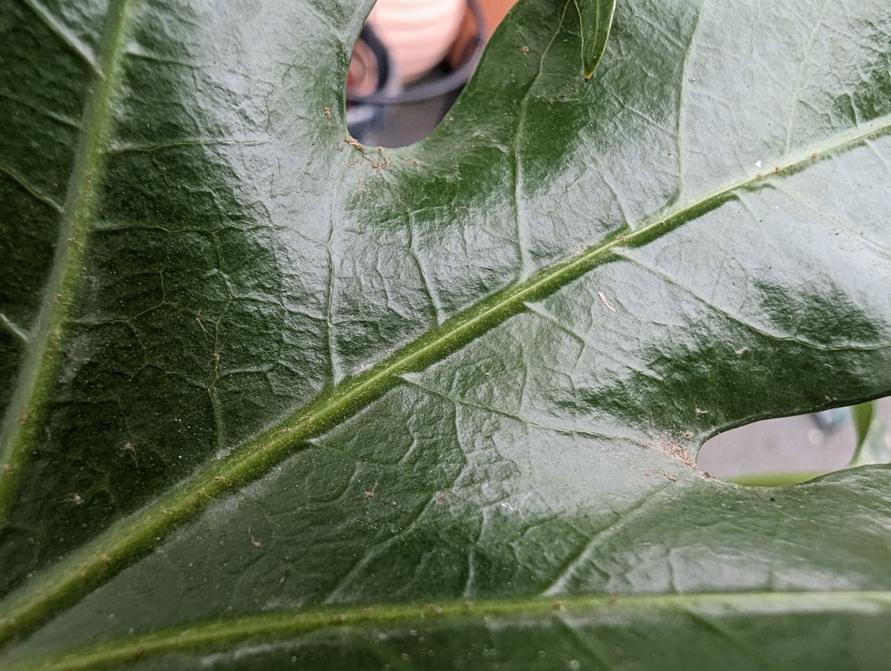 Google Pixel 7 Pro sample images