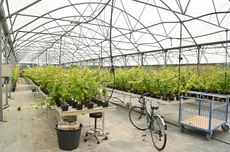 space vines in june 2022