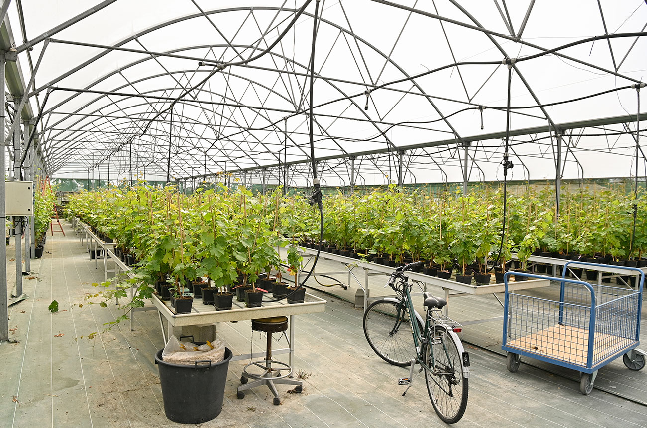 space vines in june 2022