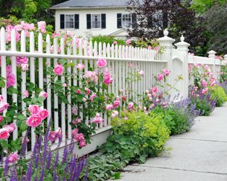Climbing roses on fence and colorful garden border. White picket fence, pink, blue, green and purple flowers.