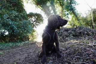 Wilf the cocker spaniel