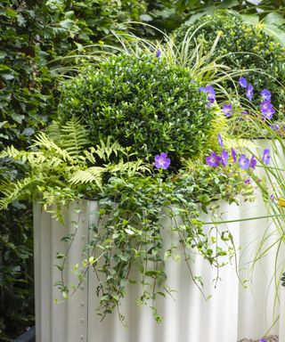Fall planter ideas with white metal planter, evergreen ilex ball, purple geraniums and trailing foliage at Chelsea Flower Show 2021