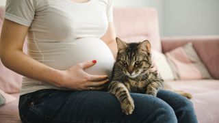 A tabby cat sitting on a pregnant woman's lap