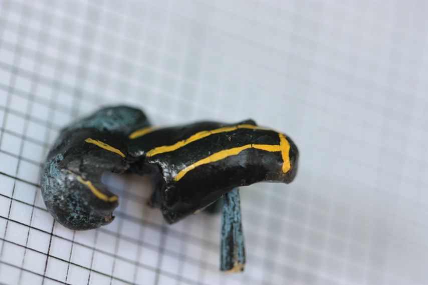 Frog FakeOut Gallery of Real & Decoy Amphibians Live Science