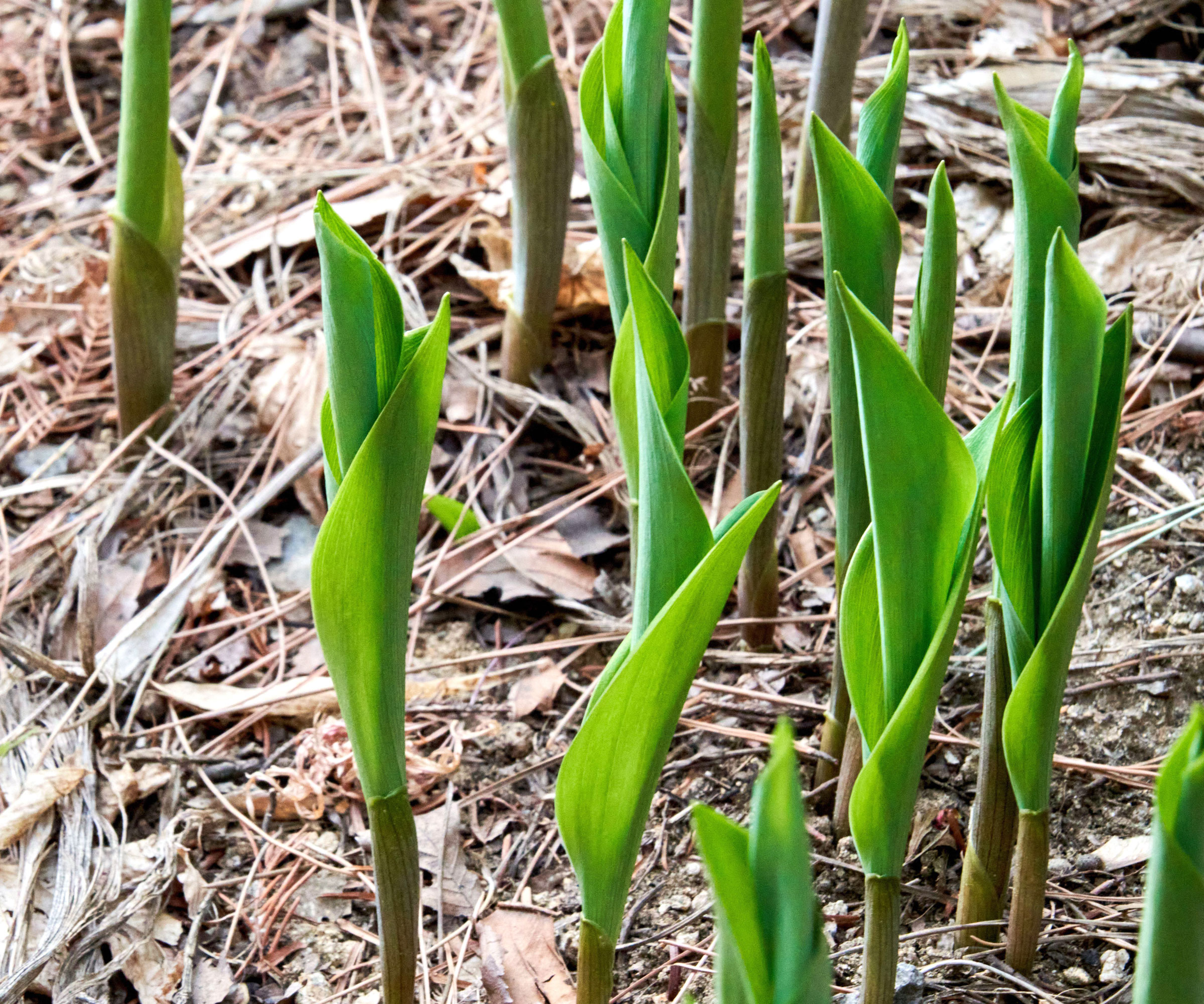 hosta plants growing in pine needle mulch