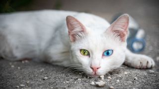 A white cat with heterochromia