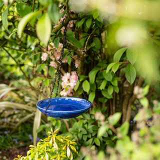 Small blue bird bath hanging from tree