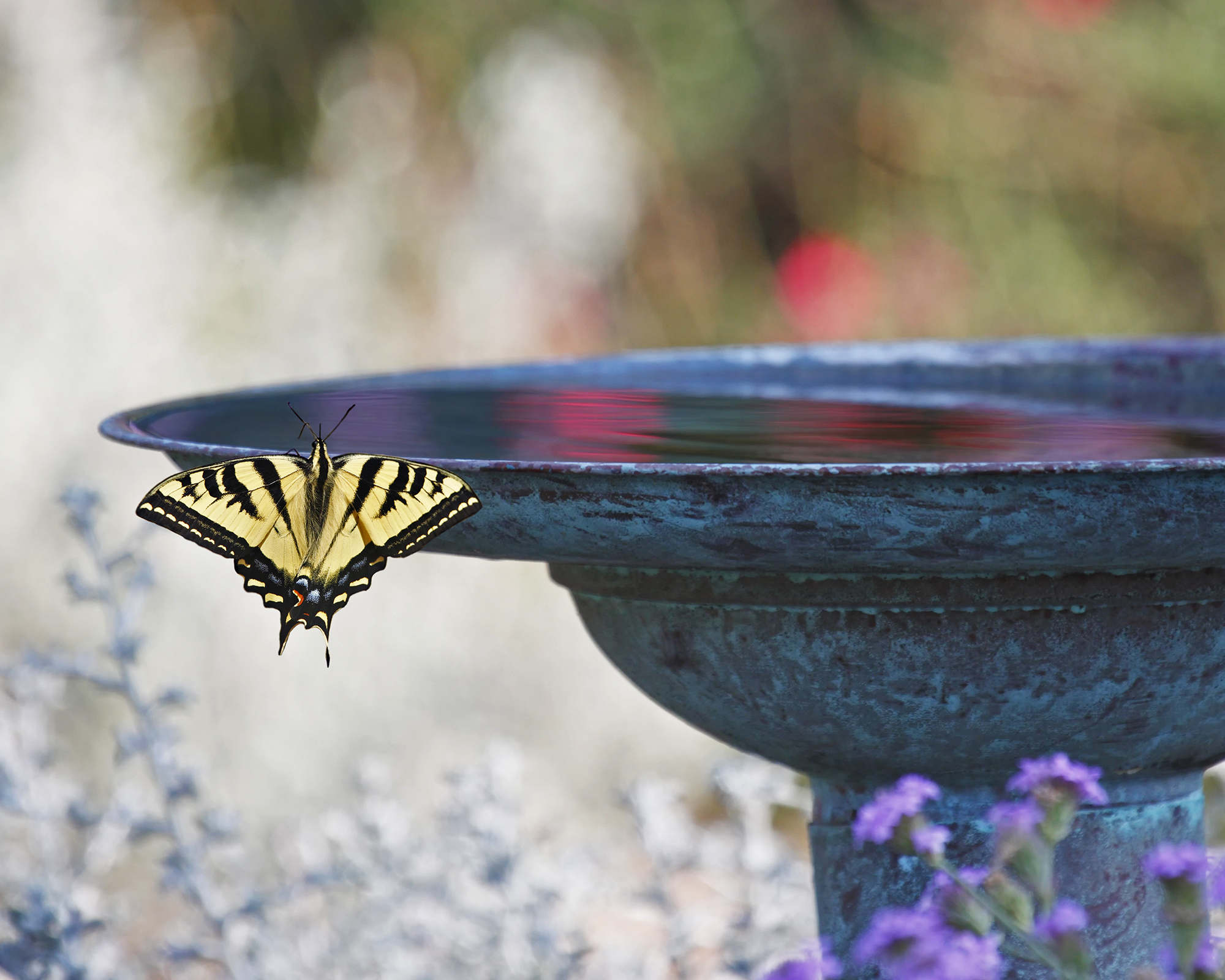 Butterfly visiting bird bath