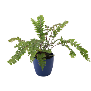 Thorsen's Greenhouse Live 4" Mahogany Fern in Classic Pot