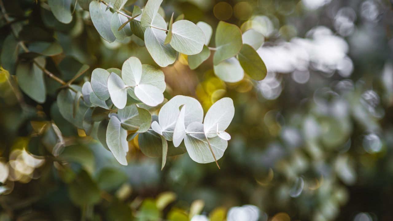 Eucalyptus foliage