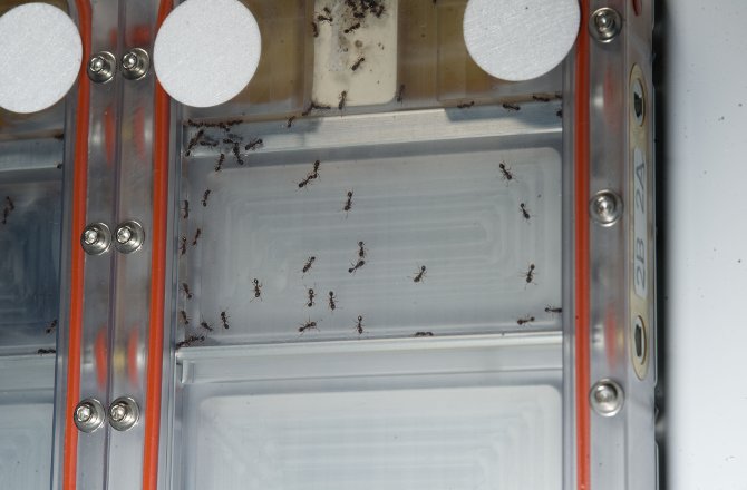 Ant Experiment on the International Space Station