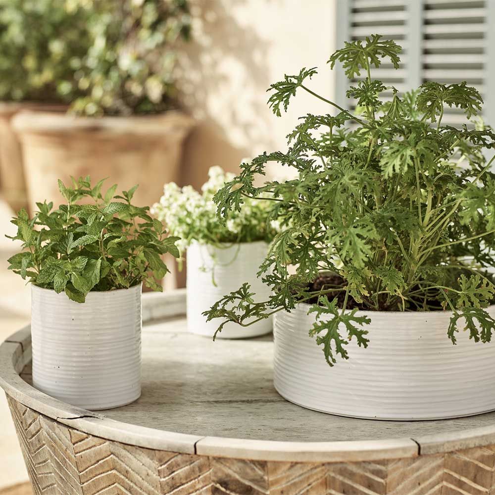 white ribbed quiet luxury garden planters