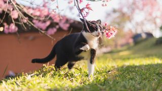 a black and white cat strolls through a yard with a cherry blossom tree