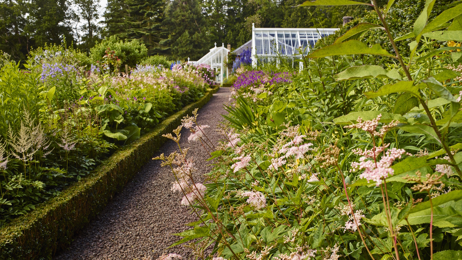 Garden border full of shrubs and perennials in summer, with a greenhouse beyond
