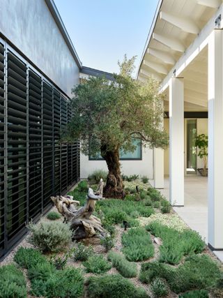 A front yard with olive tree and calming plants