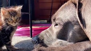 Cane Corso falls in love with tiny foster kitten as the two sit staring at each other