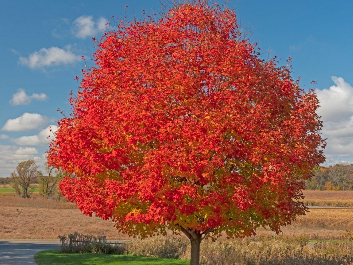 October Glory Tree Info Learn About October Glory Red Maple Care Gardening Know How 