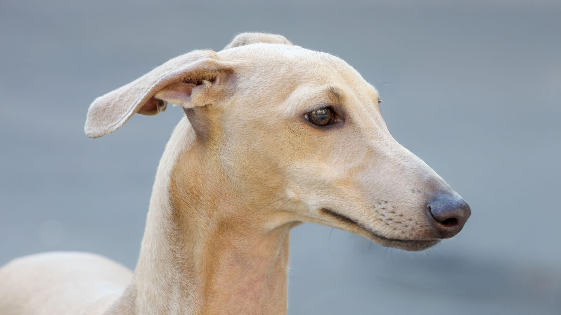 Italian Greyhound head close up