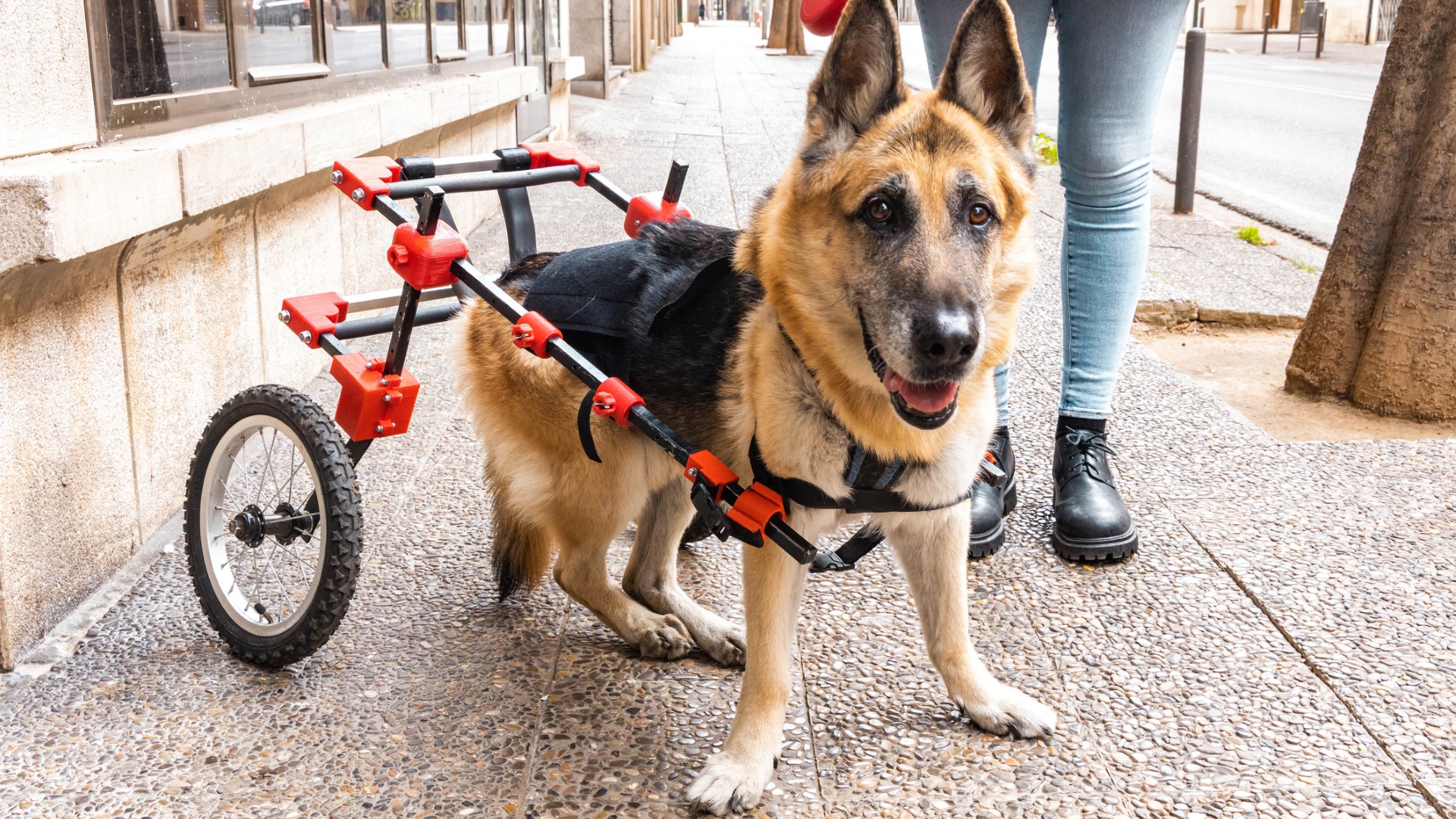 A senior German shepherd with spinal disease walks with the assistance of a wheelchair