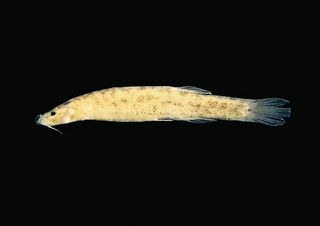 A new species of catfish -- Stenolicnus ix – was discovered in Curuá creek, left tributary of the Amazon River in Pará, Brazil.
