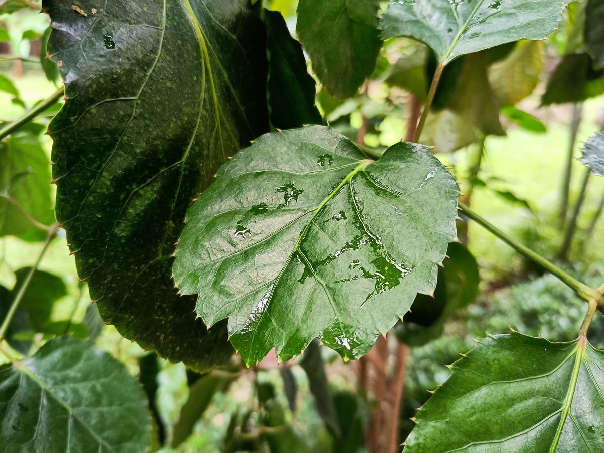 Poco F3 GT camera review