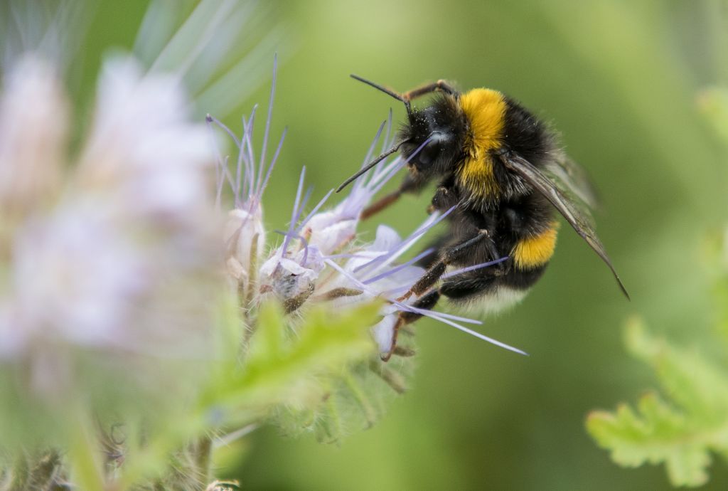 A bumblebee.