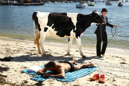 A cow on a beach. 