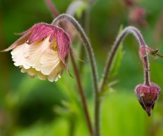 close-up of water avens in bloom