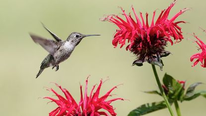A hummingbird approaches red bergamot flowers