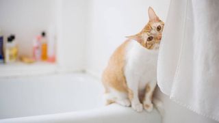 Do cats need baths to keep clean?