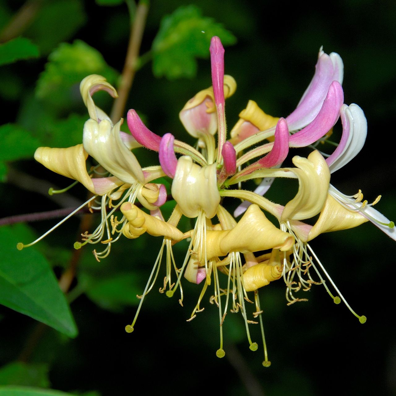 When to prune honeysuckle for abundant, delicate blooms Ideal Home