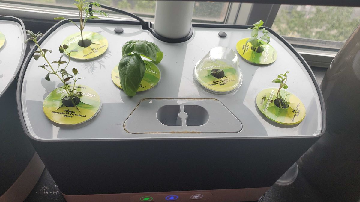 plants growing in AeroGarden Harvest