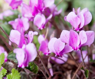 types of cyclamen hederifolium blooming in fall display