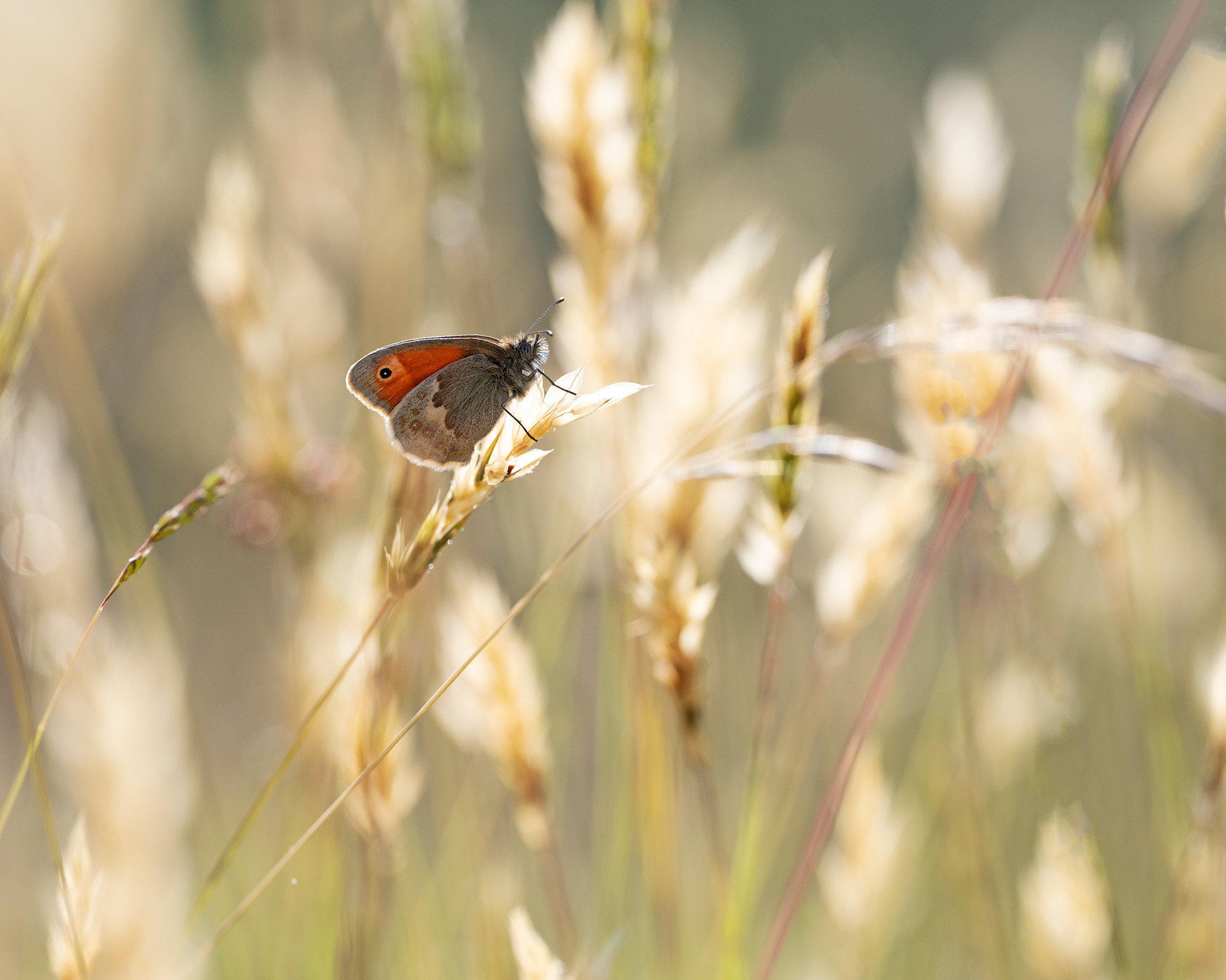 Macro close-up photograph by Nigel A Ball showing a butterfly on a blade of grass will blurred grasses in the background 
