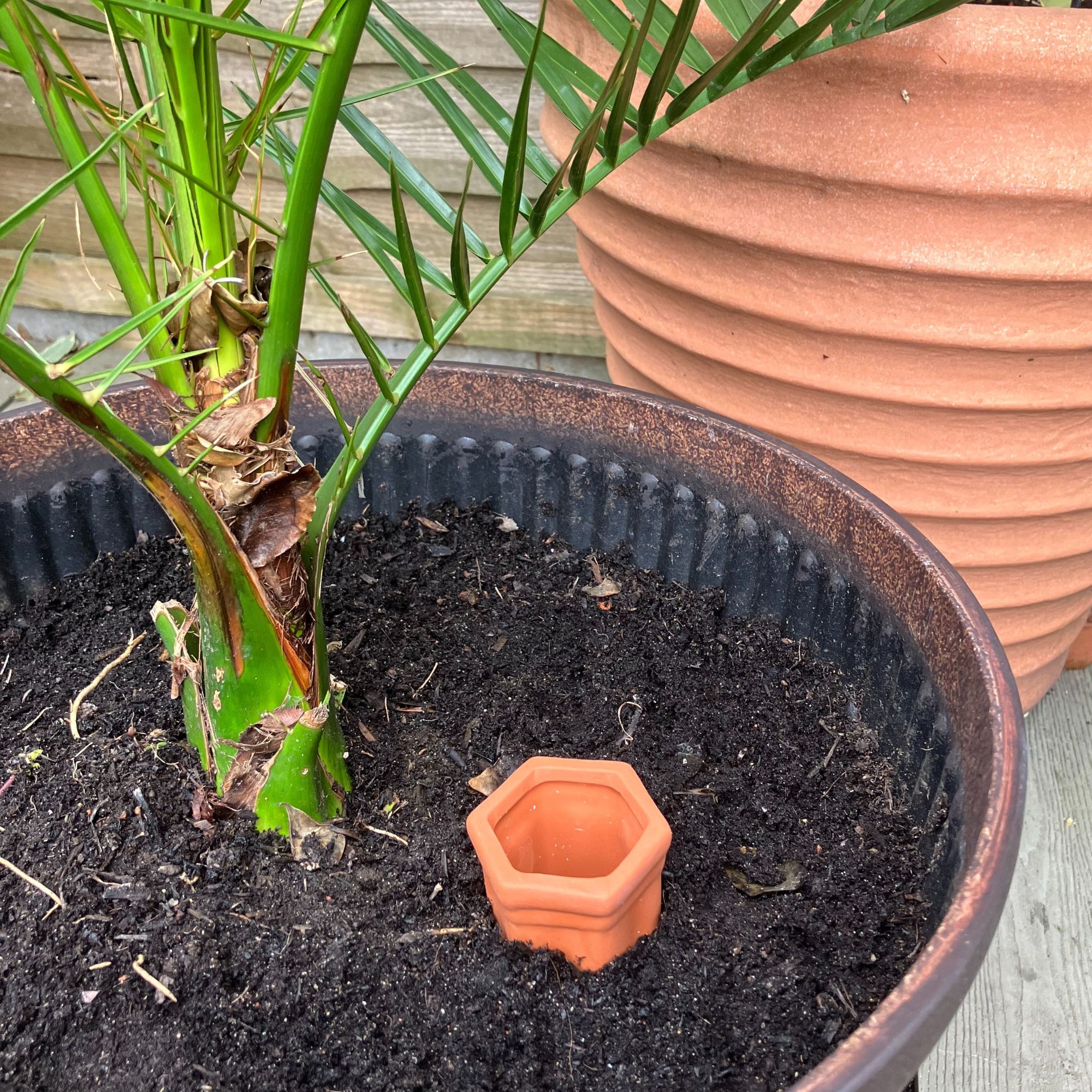 terracotta watering spike in plant pot with palm