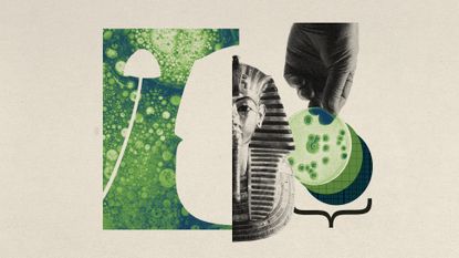 Photo collage of the funerary mask of Tutankhamun, Petri dishes and fungi