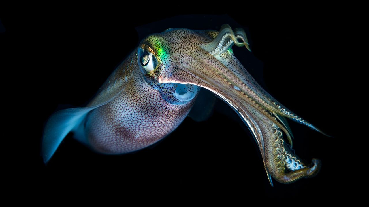A rainbow colored squid in the dark ocean