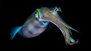 A rainbow colored squid in the dark ocean