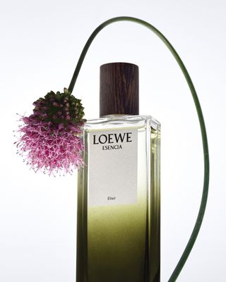 Loewe Elixir