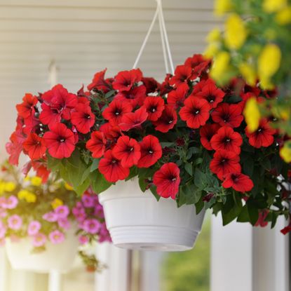 hanging baskets full of petunias
