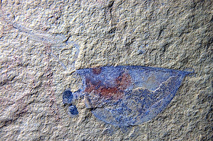 Fossil of a juvenile arthropod, Isoxys auritus, preserving the eyes and internal soft tissues