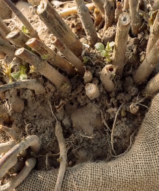 Lifted dahlia corms being overwintered in a burlap sack