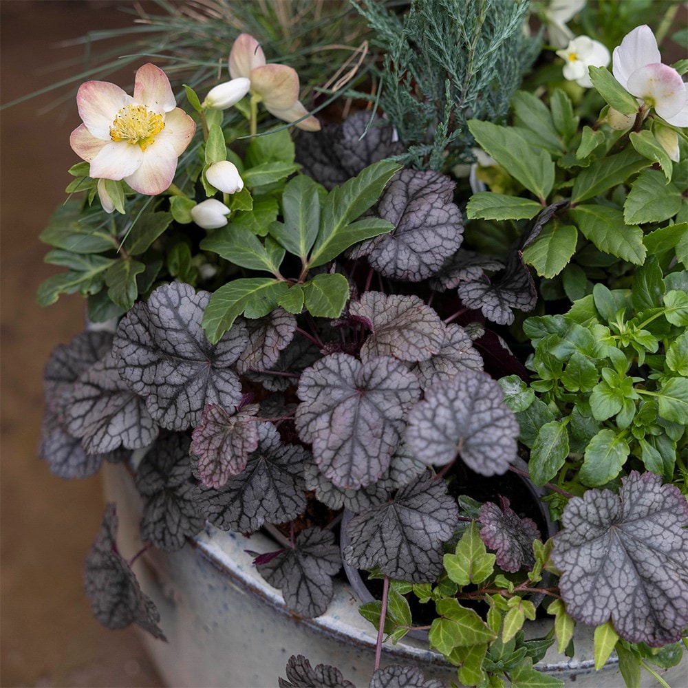 Heuchera &#039;silver Scrolls&#039; (pbr)