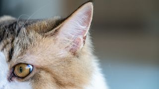 Close up of a cat's eats and eyes on left hand side of face