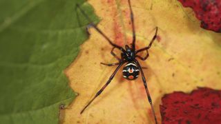 This is Northern back widow spider (Latrodectus variolus) and was found in maple tree leaves.