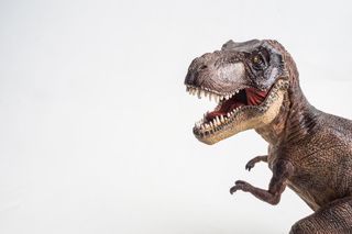 T. rex illustration on gray background.
